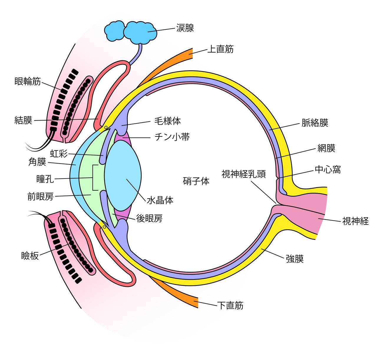 直線はまっすぐに見えていますか？ ゆがんで見えたら眼科を受診して