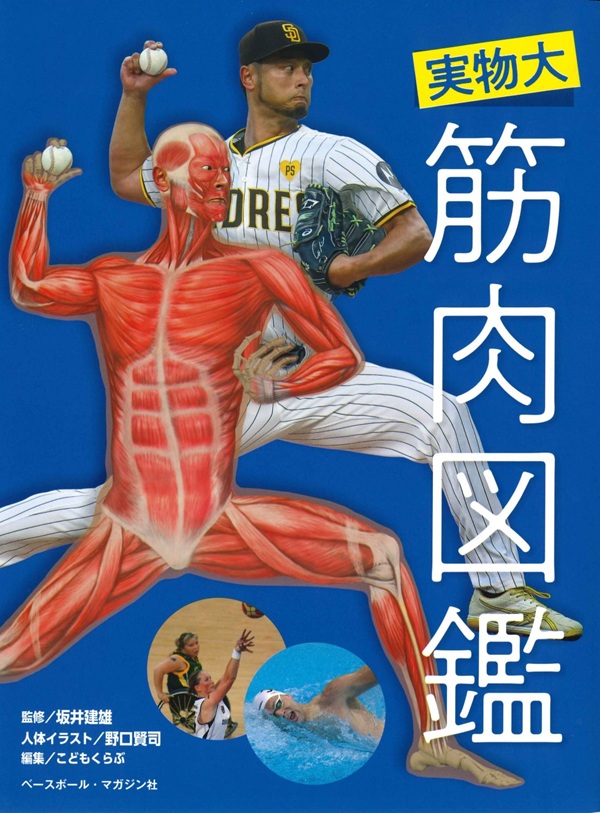 人体の骨格筋 上肢