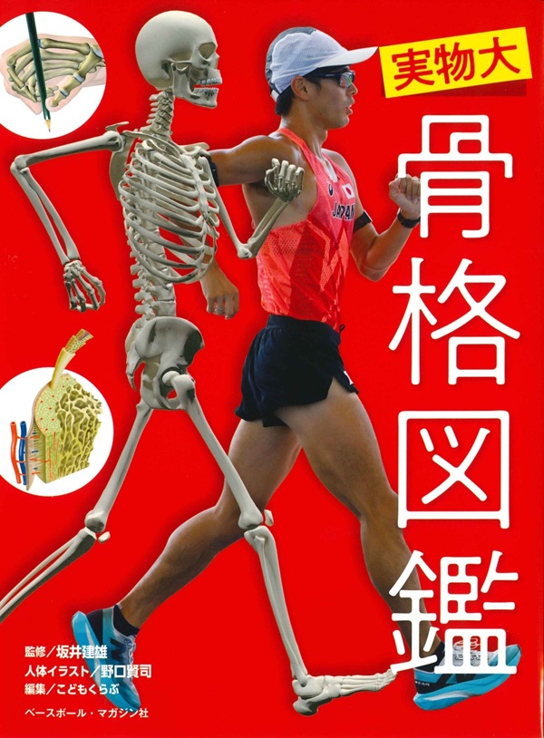 実物大 骨格図鑑（坂井建雄/監修 野口賢司/絵） | BBMスポーツ